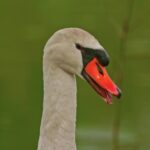 Any Video Converter, Black Swan, Swan, Aquatic Bird, Bird, Beak