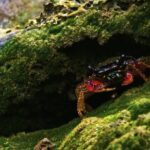 Artgrid Stock Footage, Rock Crab, Crab, Crustacean, Arthropod, Mountain