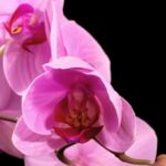 Artgrid Subscription, Pink, Flower, Petal, Rose, Blossom