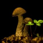 Audience Stock Footage, Mushroom, Fungus, Vegetable, Organism, Produce