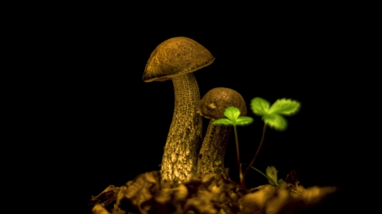 Audience Stock Footage, Mushroom, Fungus, Vegetable, Organism, Produce