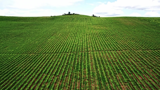 Background Effect For Kinemaster, Field Soybean, Soy, Bean, Legume, Field