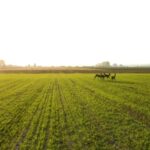 Background Loops Free, Rapeseed, Field, Wheat, Rural, Oilseed