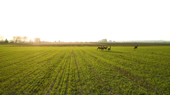 Background Loops Free, Rapeseed, Field, Wheat, Rural, Oilseed