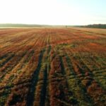 Background Theme Video Download, Wheat, Field, Rural, Landscape, Agriculture