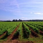 Background Video Free Download Mp4, Field Soybean, Soy, Bean, Field, Legume