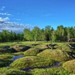 Background Video Gratis, Landscape, Tree, Grass, Forest, Field