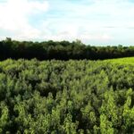 Background Videos Free Download, Landscape, Tree, Rapeseed, Plant, Grass