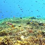 Backsound No Copyright, Coral Reef, Reef, Ridge, Underwater, Fish