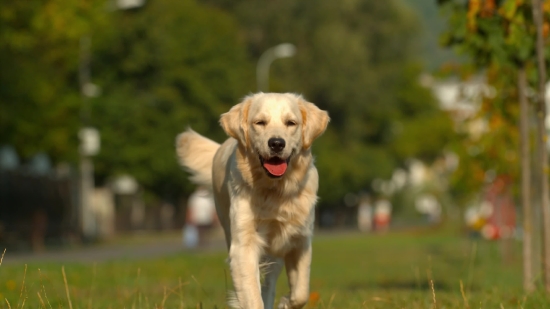 Bank Stock Video, Golden Retriever, Dog, Retriever, Sporting Dog, Pet