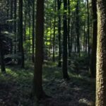 Beach Video Background Free Download, Tree, Forest, Woody Plant, Southern Beech, Vascular Plant