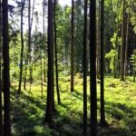 Beach Video Clip Download, Tree, Forest, Woody Plant, Trees, Landscape