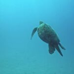 Best B Roll Footage, Loggerhead, Sea Turtle, Turtle, Water, Sea