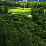 Best Background Video Download, Maze, Tree, Landscape, Forest, Plant