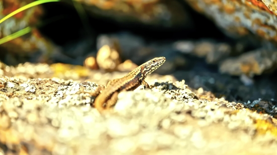 Best Free Stock Images, Lizard, Alligator Lizard, Reptile, Wildlife, Banded Gecko