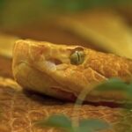 Best Free Stock Photo Sites, Boa Constrictor, Snake, Boa, Reptile, Night Snake