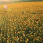 Best Free Stock Video Footage Websites, Sunflower, Field, Meadow, Rural, Agriculture