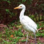 Best Free Stock Video Sites, Egret, Heron, Bird, Wading Bird, Wildlife