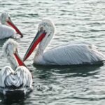 Best Royalty Free Videos, Pelican, Seabird, Bird, Aquatic Bird, Beak