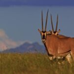 Best Stock Footage Subscription, Gazelle, Antelope, Wildlife, Ruminant, Wild