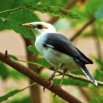 Best Stock Images, Bird, Wildlife, Beak, Tree, Feather