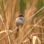 Best Stock Photography Sites, Sparrow, Bird, Wildlife, Vertebrate, Beak