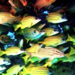 Best Stock Video Sites, Aquarium, Fish, Snapper, Underwater, Aquatic