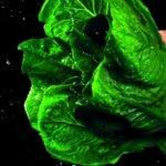 Best Stock Video, Vegetable, Herb, Lettuce, Plant, Vascular Plant