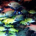 Best Video Stock Footage, Aquatic, Fish, Aquarium, Snapper, Underwater