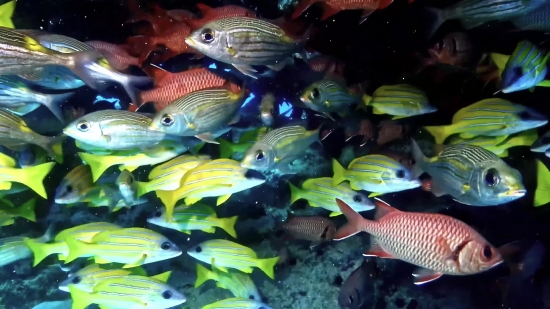 Best Video Stock Footage, Aquatic, Fish, Aquarium, Snapper, Underwater