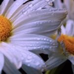 Best Website For Copyright Free Videos, Daisy, Flower, Petal, Blossom, Plant