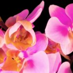 Birthday Video Clips, Pink, Petal, Flower, Blossom, Flowers