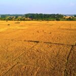 Blackbox Stock Footage, Wheat, Field, Landscape, Sky, Cereal