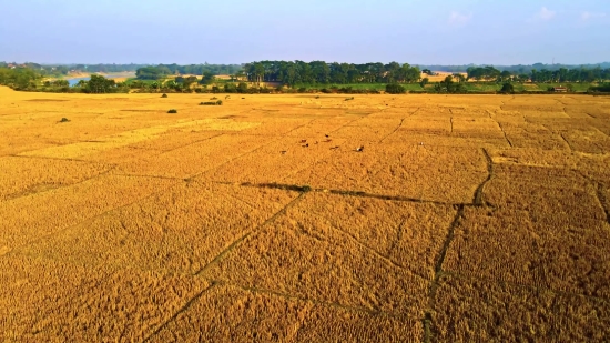 Blackbox Stock Footage, Wheat, Field, Landscape, Sky, Cereal