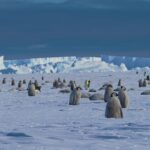 Blackbox Stock Photos, King Penguin, Penguin, Seabird, Landscape, Aquatic Bird