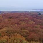 Bus Stock Footage, Heath, Landscape, Shrub, Steppe, Plain