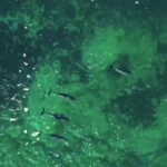 Butterfly Background Video Effects Hd, Fish, Sea, Water, Underwater, Barracuda