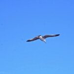 Buy Drone Footage, Bird, Kite, Flying, Hawk, Albatross