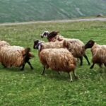 Buy Footage, Simpleton, Farm, Grass, Sheep, Field