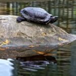 Buy Stock Footage, Mud Turtle, Turtle, Terrapin, Reptile, Water