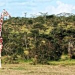 Buy Stock Videos Online, Tree, Landscape, Mountain, Flagpole, Sky