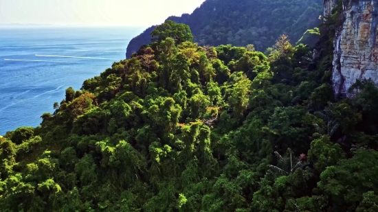 Caddyshack Clips, Tree, Woody Plant, Landscape, Mountain, Vascular Plant