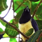 Cheap Stock Footage, Toucan, Bird, Magpie, Wildlife, Beak