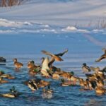 Cheap Stock Images, Pelican, Seabird, Beach, Water, Bird