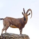 Cheap Stock Video, Ibex, Wild Goat, Goat, Wildlife, Deer