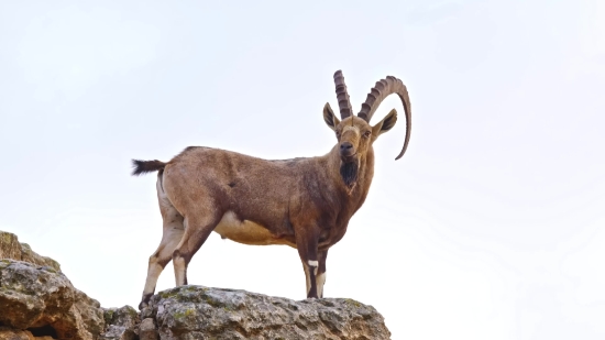 Cheap Stock Video, Ibex, Wild Goat, Goat, Wildlife, Deer