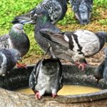 Christian Stock Footage, Bird, Dove, Drake, Duck, Wildlife