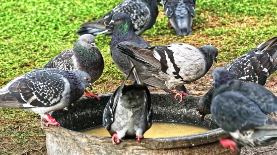 Christian Stock Footage, Bird, Dove, Drake, Duck, Wildlife