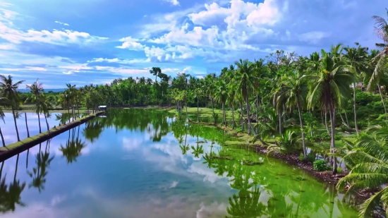 Chroma Key Green Screen Video Download, Swamp, Wetland, Landscape, Land, Tree