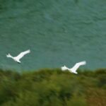 Church Motion Backgrounds, Gull, Bird, Flying, Cockatoo, Flight